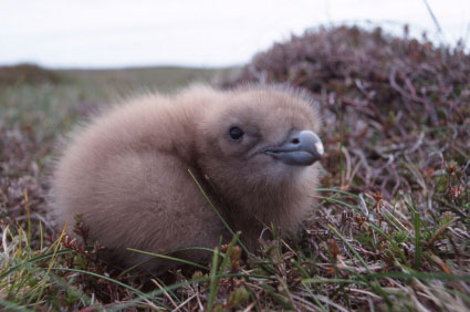 Young Skua chick in the nest